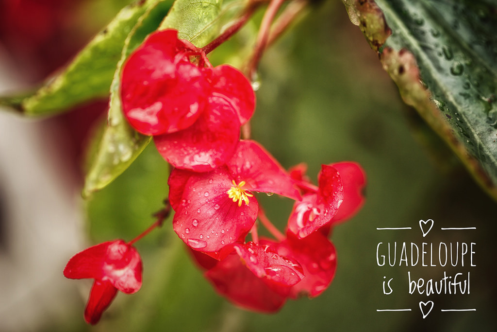 Guadeloupe is Beautiful - Les fleurs de la Guadeloupe
