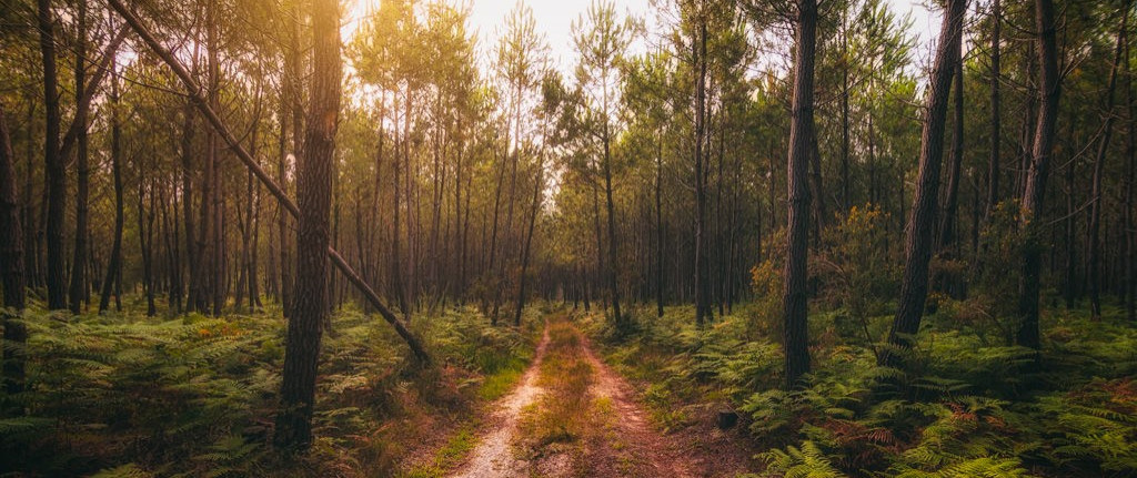 À la découverte de la Forêt Landaise